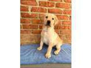 Labrador Retriever Puppy for sale in Yellow Springs, OH, USA