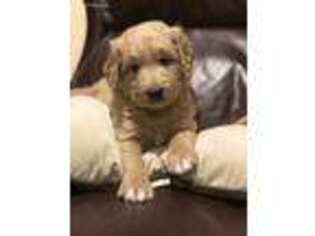 Goldendoodle Puppy for sale in Winfield, IA, USA