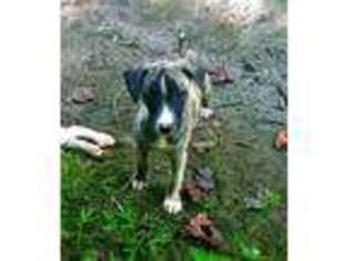 Whippet Puppy for sale in Rutherfordton, NC, USA
