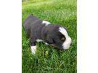 Miniature Australian Shepherd Puppy for sale in Monmouth, OR, USA