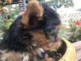 Yorkshire Terrier Puppy for sale in North Apollo, PA, USA