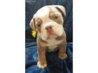 Olde English Bulldogge Puppy for sale in Pottstown, PA, USA