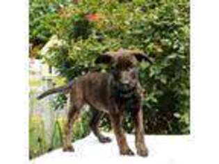 Dutch Shepherd Dog Puppy for sale in Odessa, DE, USA