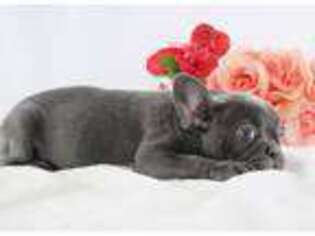 French Bulldog Puppy for sale in Fairfax, VA, USA