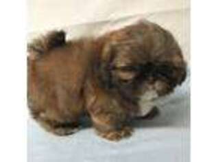Mutt Puppy for sale in Silver Creek, GA, USA