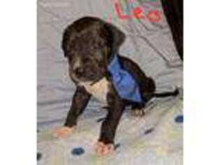 Great Dane Puppy for sale in White Plains, KY, USA