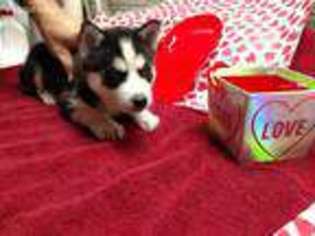 Siberian Husky Puppy for sale in Greentown, PA, USA