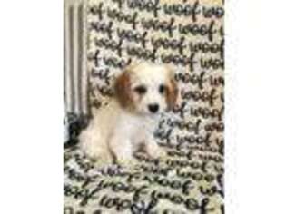 Cavachon Puppy for sale in Sugarcreek, OH, USA