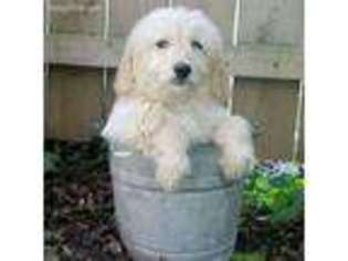 Goldendoodle Puppy for sale in Mansfield, PA, USA