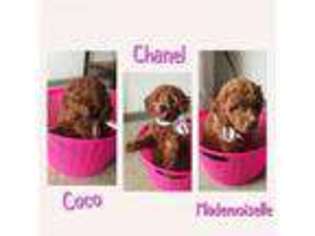 Goldendoodle Puppy for sale in Anaheim, CA, USA