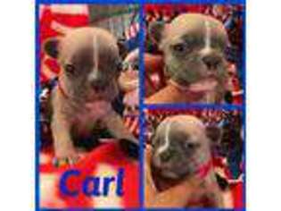 French Bulldog Puppy for sale in Fayetteville, NC, USA