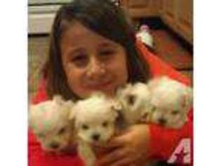 Maltese Puppy for sale in INDIANAPOLIS, IN, USA