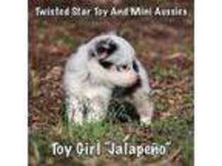 Miniature Australian Shepherd Puppy for sale in Springfield, IL, USA