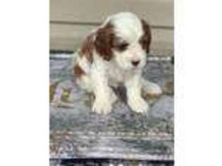 Cavapoo Puppy for sale in London, KY, USA