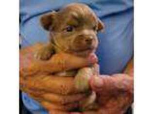 Chihuahua Puppy for sale in Pass Christian, MS, USA