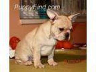 French Bulldog Puppy for sale in Millbury, MA, USA