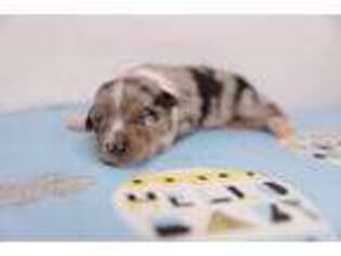Miniature Australian Shepherd Puppy for sale in Visalia, CA, USA