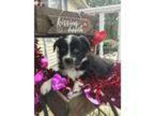 Australian Shepherd Puppy for sale in Chester, NH, USA