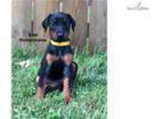 Doberman Pinscher Puppy for sale in Youngstown, OH, USA