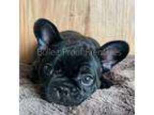 French Bulldog Puppy for sale in Grass Valley, CA, USA