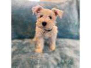 Mutt Puppy for sale in Portland, OR, USA