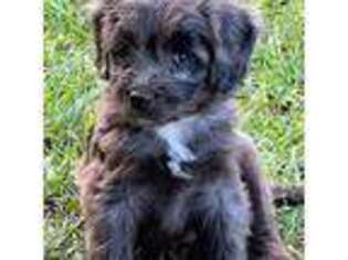Mutt Puppy for sale in Bryan, TX, USA