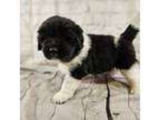 Newfoundland Puppy for sale in Mayer, MN, USA