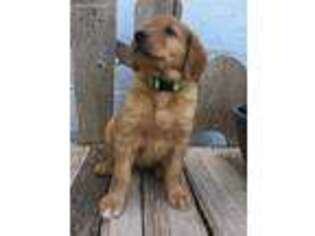 Golden Retriever Puppy for sale in Malone, WI, USA