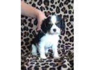 Cavalier King Charles Spaniel Puppy for sale in Adamstown, PA, USA