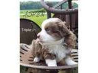 Miniature Australian Shepherd Puppy for sale in Delavan, WI, USA