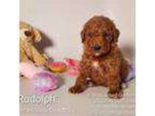 Goldendoodle Puppy for sale in Brea, CA, USA