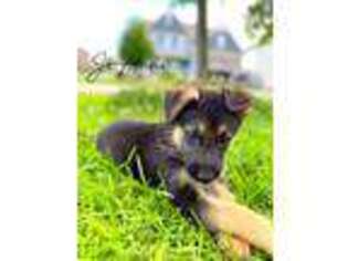 German Shepherd Dog Puppy for sale in Clayton, NC, USA