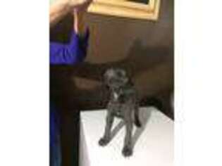 Cane Corso Puppy for sale in Amarillo, TX, USA