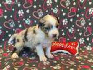 Miniature Australian Shepherd Puppy for sale in New Concord, OH, USA