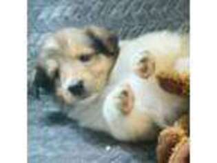 Collie Puppy for sale in Salem, OR, USA