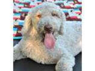 Labradoodle Puppy for sale in Knox, IN, USA