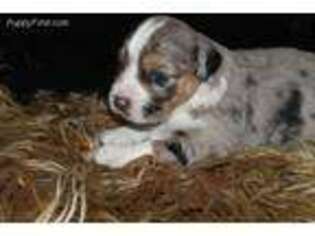 Miniature Australian Shepherd Puppy for sale in Grapeland, TX, USA