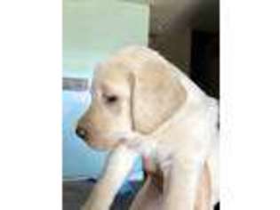 Labrador Retriever Puppy for sale in Mesa, AZ, USA