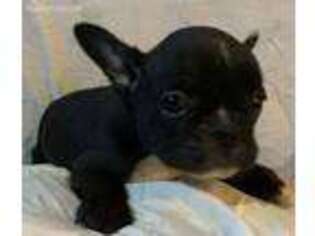 French Bulldog Puppy for sale in Pine Bush, NY, USA