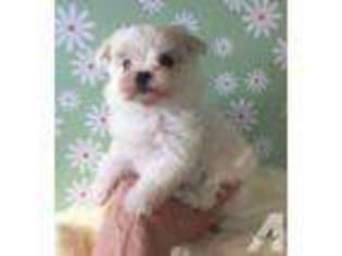 Maltese Puppy for sale in BIG COVE TANNERY, PA, USA