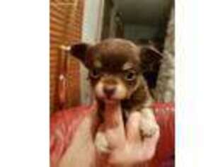 Chihuahua Puppy for sale in Lebanon, OH, USA