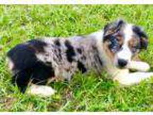 Australian Shepherd Puppy for sale in Live Oak, FL, USA