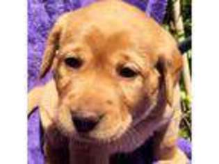 Labrador Retriever Puppy for sale in Boynton Beach, FL, USA