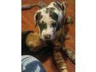 Great Dane Puppy for sale in Atlantic, IA, USA