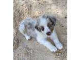 Australian Shepherd Puppy for sale in Blountsville, AL, USA