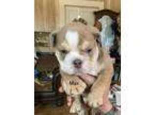 Bulldog Puppy for sale in Hartshorne, OK, USA