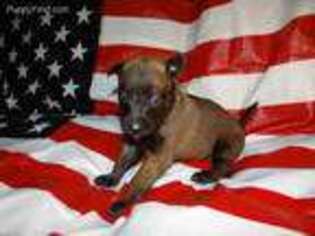 Belgian Malinois Puppy for sale in Stockton, MO, USA