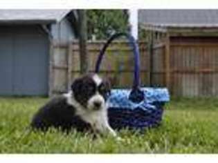 Australian Shepherd Puppy for sale in Morganton, NC, USA