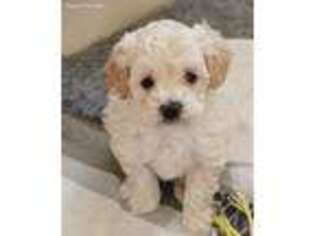 Mutt Puppy for sale in White Plains, NY, USA