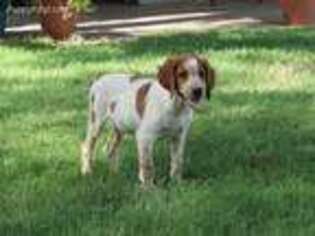 Brittany Puppy for sale in San Angelo, TX, USA